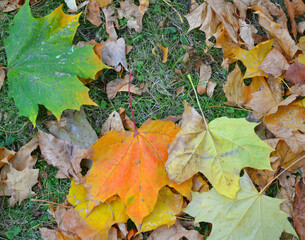 Autumn blanket of yellow, green and orange maple leaves. Closeup. Indian summer background. 