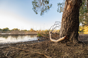Athalassa Lake, Cyprus with beautifully lit water, tree bark and branches on a beautiful sunny afternoon