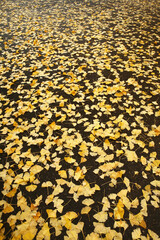 イチョウの落ち葉