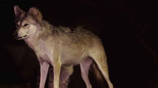 A wolf in the desert at night