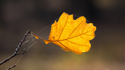 Autumn oak tree twig