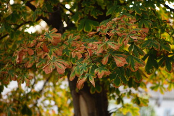 Closeup large chestnut tree branches with brown green foliage if autumn.