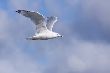 Ring-billed Gull Darts Across the Sky