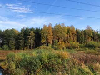 Beautiful landscape of autumn trees in the forest 