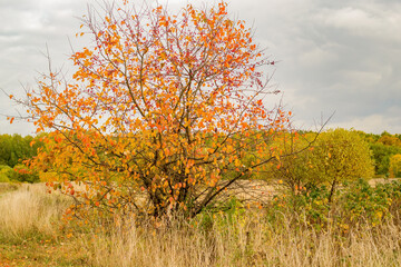 Fototapeta na wymiar The tree has colorful leaves in autumn, red and yellow. Dramatic clouds in the sky.