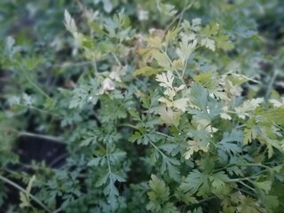 plants in garden