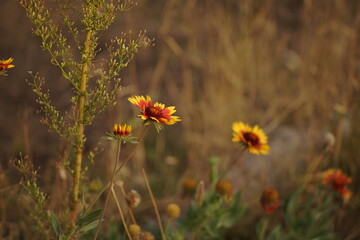 orange rudbeckia flowers grow in the autumn garden