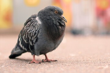 The city pigeon sits on the asfalt close up