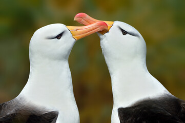 A pair of adult Black-browed Albatross engage in courtship on their breeding grounds - Falkland...