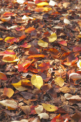紅葉の落ち葉