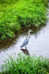 Graureiher in einem Bach auf der Jagd