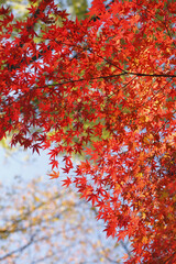 紅葉のモミジ