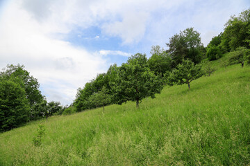 Fototapeta na wymiar Agrarlandschaft: Hanggrundstück mit Obstbäumen in einer Wiese am Rande eines Waldes im Steigerwald, Bayern - Ökologie, Naturschutz, Artenvielfalt