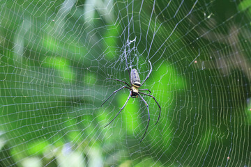 Biologischer Pflanzenschutz: Nephila Seidenspinne als natürlicher Schädlingsbekämpfer wartet im Netz auf Beute auf dem Victoria Peak, Hongkong 