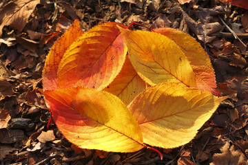 紅葉の落ち葉