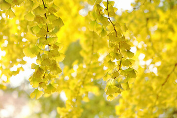 紅葉のイチョウ