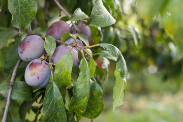Fruits of ripe plum on tree in orchard.