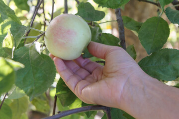 Green apple ripens on the branch in the orchard.