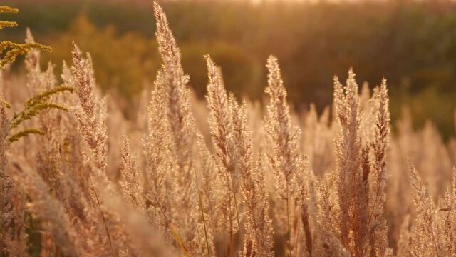 Wind blowing in the reed at sunset. Slow motion.