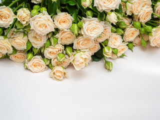 Bush roses of light cream color on a light background.