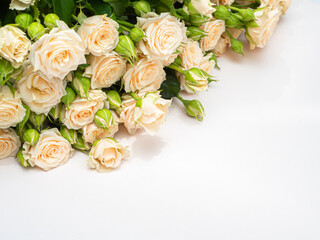 Bush roses of light cream color on a light background.