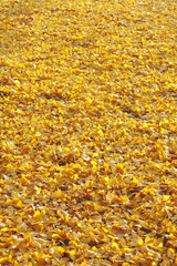 イチョウ落ち葉のじゅうたん