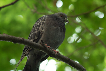 The pigeon sits on a tree branch