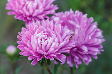 Heads of purple asters in the garden