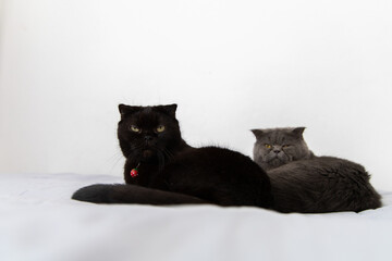 Fototapeta premium two of scottish Fold Kitten black and grey on white background,Selective soft focus on black cat.