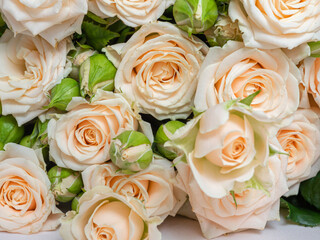 Bush roses of light cream color on a light background.