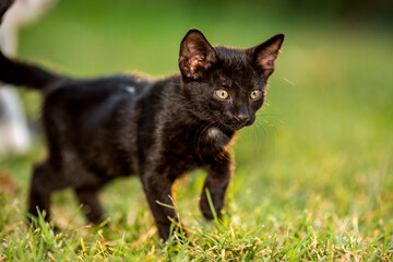 Naklejka na ściany i meble Black kitten headshot, domestic animals, pet photography of cat playing outside, shallow selective focus, blurred green grass background
