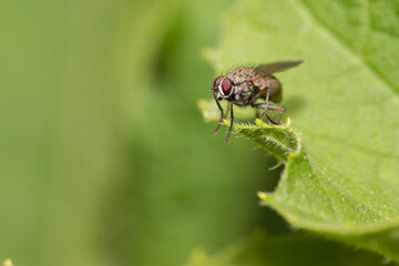 Tachinid fly perched on a green leaf