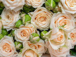 Bush roses of light cream color on a light background.