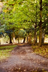 Naklejka premium sun shining through a tree in autumn colours