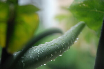 water drops on a leaf