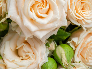 Bush roses of light cream color on a light background.