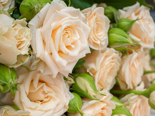 Bush roses of light cream color on a light background.