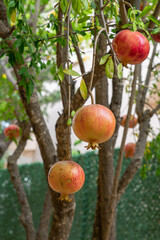Ripe pomegranate fruit on tree branch