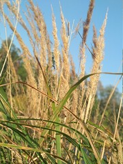 field of wheat