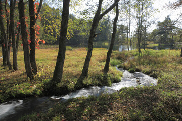 森の小川