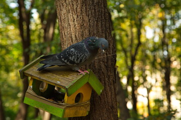 Dove on a bird feeder in an autumn park.