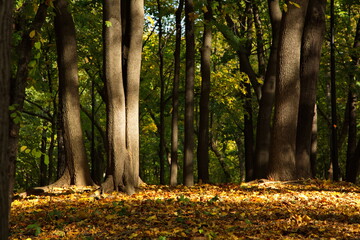 Obraz premium Autumn day in the city park.