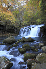 Fototapeta premium 紅葉の滝