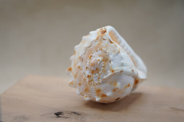 shell on wood