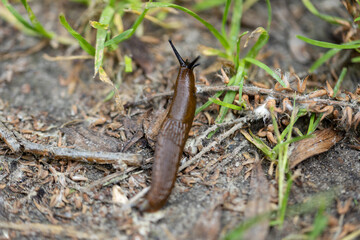 Slug in the grass. Detailed macro view. Natural background, soft light.