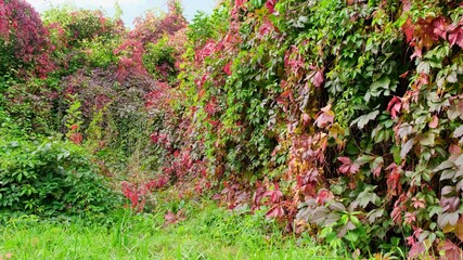 Autumn hedge overgrown with Virginia creeper, with green and red leaves against the blue sky. close...
