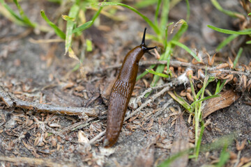 Slug in the grass. Detailed macro view. Natural background, soft light.