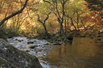 紅葉と渓流