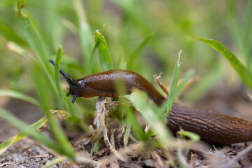 Slug in the grass. Detailed macro view. Natural background, soft light.