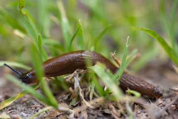 Slug in the grass. Detailed macro view. Natural background, soft light.